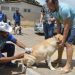Natal encerra Campanha de Vacinação Antirrábica nesta sexta
