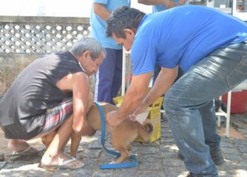 Saúde disponibiliza novos locais de vacinação antirrábica