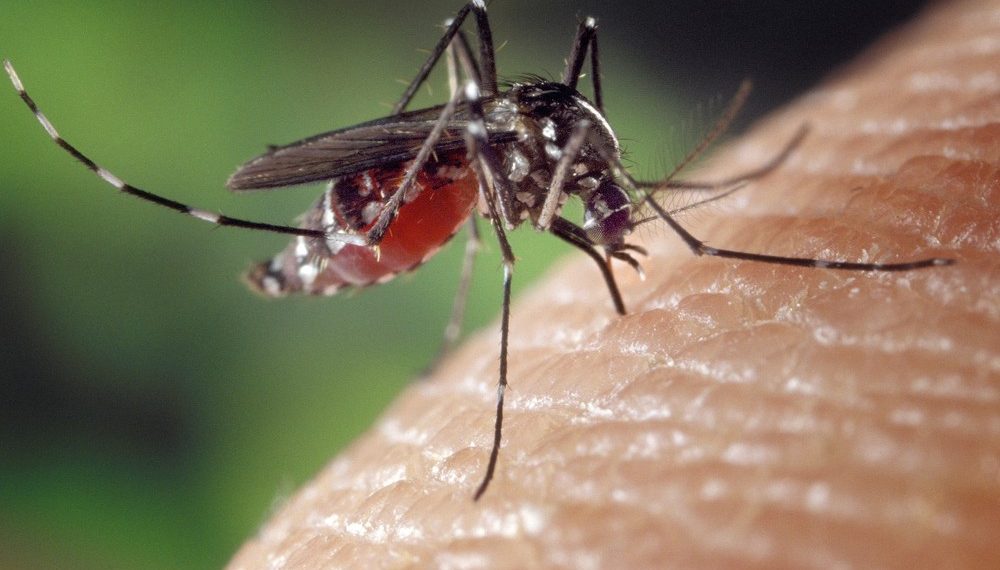 Casos de chikungunya crescem 546% no RN em 2019; estado tem maior número de registros no Nordeste