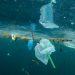 Pesquisa mostra que plástico acumulado no fundo do mar não se decompõe