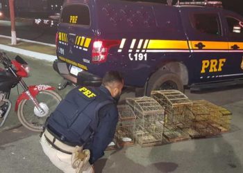 PRF apreende pássaros silvestres em São Gonçalo do Amarante
