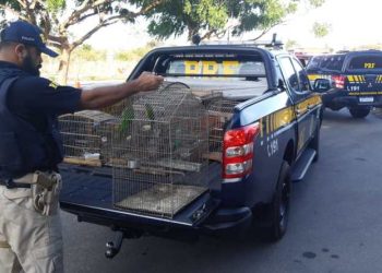 PRF apreende 45 pássaros silvestres em residências na cidade de Ceará-Mirim