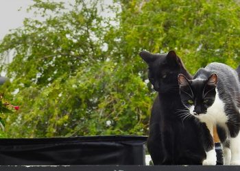 RN enfrenta surto de esporotricose