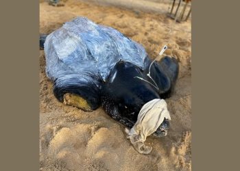 Tartaruga de 377 kg com nadadeira amputada é resgatada em Touros