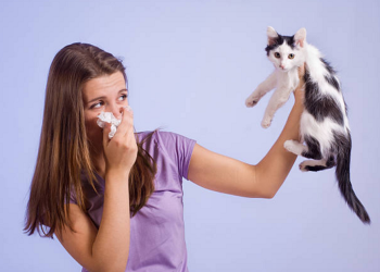 Conheça 9 alimentos que diminuem os sintomas de alergia