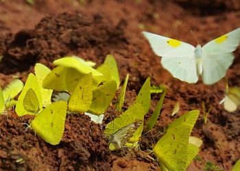 Desvendando a informação quântica