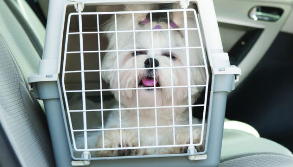 Lei autoriza transporte de cachorros e gatos em ônibus e trens no RN