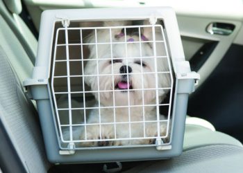 Lei autoriza transporte de cachorros e gatos em ônibus e trens no RN