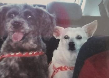 Cachorros são levados por bandidos durante roubo de carro em Natal