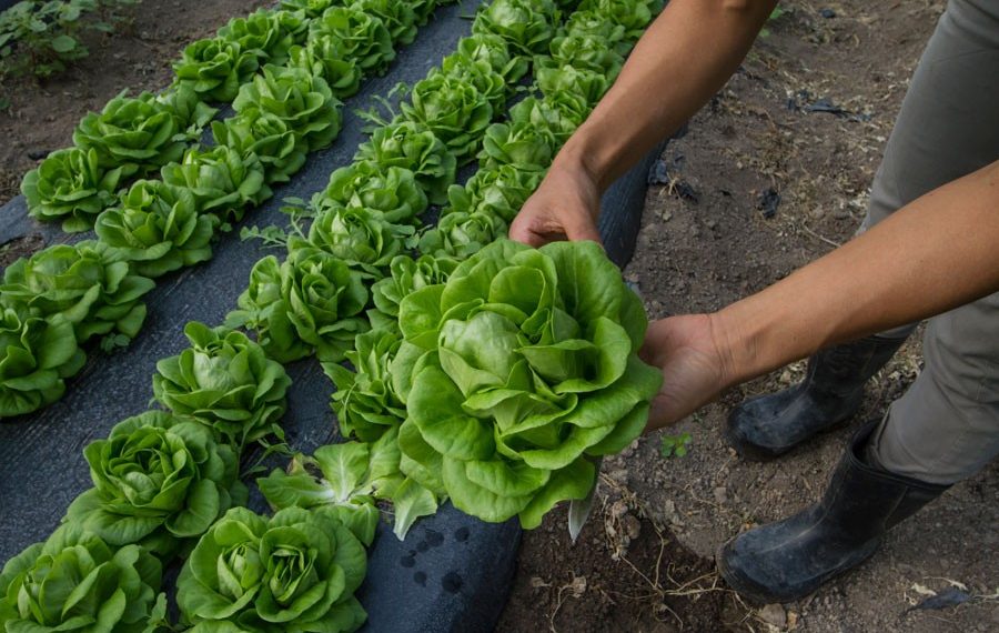 Hortas em espaços pequenos e muito mais: Embrapa abre vagas para 14 cursos grátis com certificado