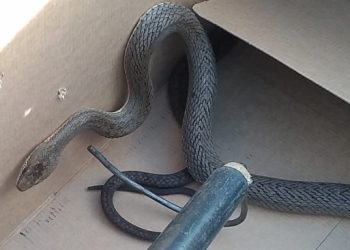 Guarda Municipal resgata serpente em estacionamento de hipermercado