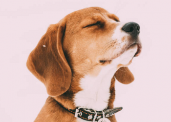 Cachorros são treinados para sentir o cheiro da Covid-19 em pessoas assintomáticas