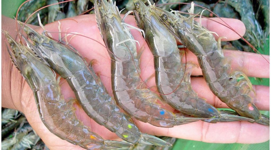 Carcinicultura será beneficiada com criação de startup