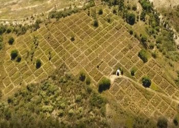 Esperança na Caatinga