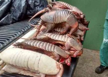 Nordeste em alerta: carne de tatu provoca 100 casos de micose pulmonar no Piauí