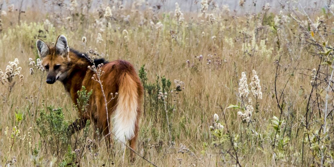 As conversas remotas dos lobos-guará