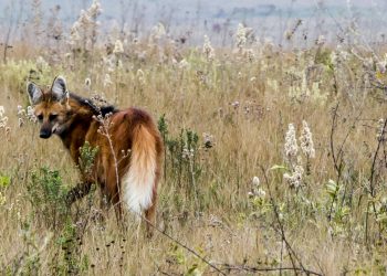 As conversas remotas dos lobos-guará