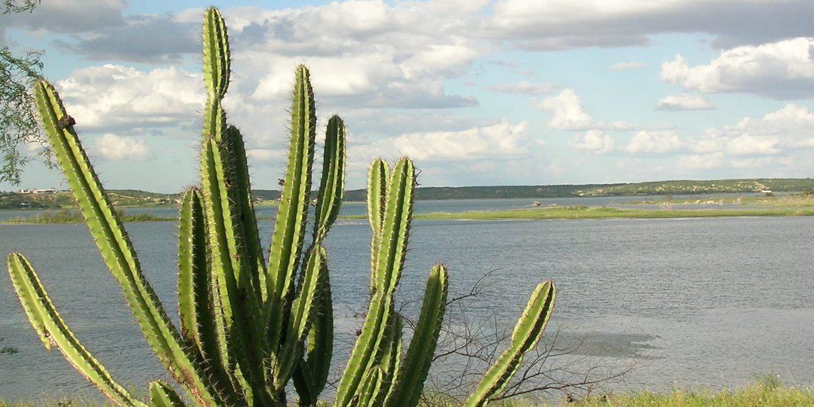 A redenção da Caatinga