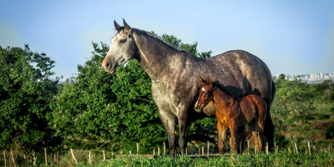 Leite equino na nutrição humana