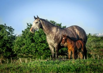 Leite equino na nutrição humana