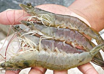 RN lidera a produção de camarão do país