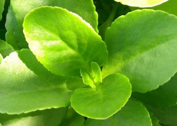 Nova formulação cosmética