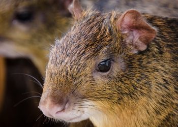 “Sal e pimenta” em vez de “cata-ventos”