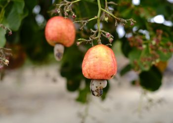 Tecnologia na goma de cajú