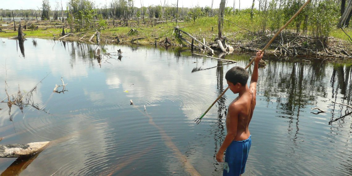 Savanas amazônicas