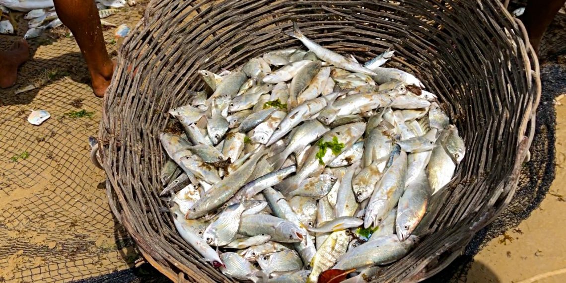 Mudança no consumo de peixes