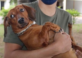 Campanha antirrábica terá início dia 24 de julho em Parnamirim