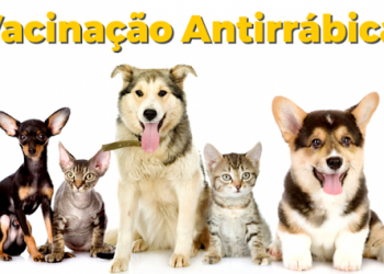 Parnamirim inicia vacinação antirrábica hoje (24)