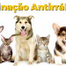 Parnamirim inicia vacinação antirrábica hoje (24)