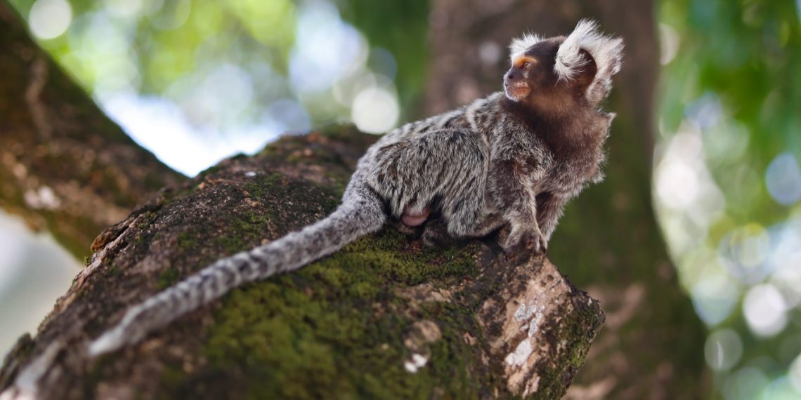 Mapeamento das vias neurais