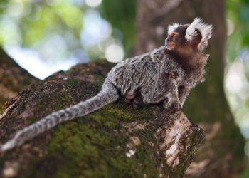 Mapeamento das vias neurais