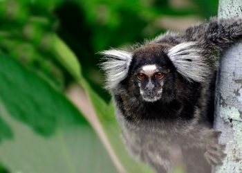 Internacionalização e ciência