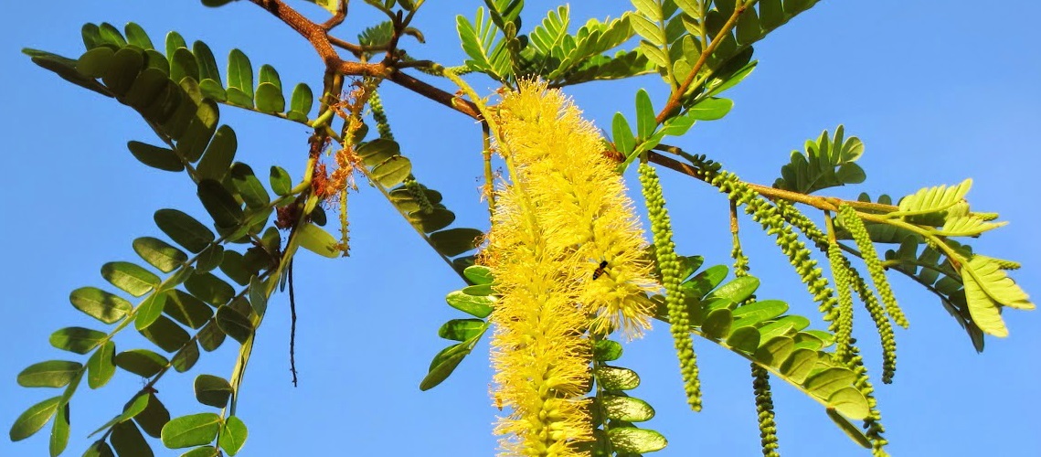 A riqueza da catanduva