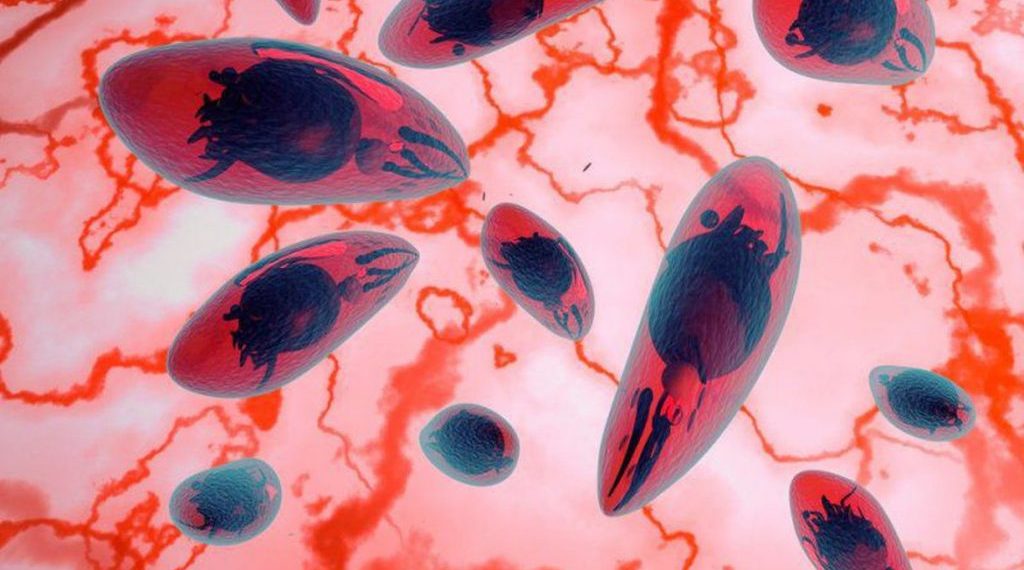 Estudo encontra associação entre toxoplasmose ocular e polimorfismo do gene APEX1