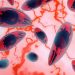 Estudo encontra associação entre toxoplasmose ocular e polimorfismo do gene APEX1