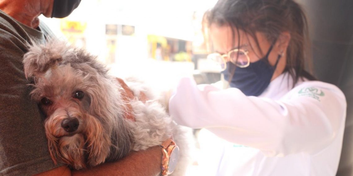 Dia D da vacinação antirrábica promove encontro da família na Cohabinal