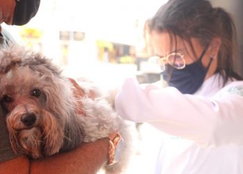 Dia D da vacinação antirrábica promove encontro da família na Cohabinal