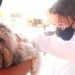 Dia D da vacinação antirrábica promove encontro da família na Cohabinal
