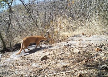 Artigo aponta desequilíbrios na proteção da Caatinga