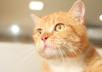 Parnamirim alcança meta da vacinação antirrábica