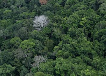 Estudo internacional indica número de espécies de árvores no planeta