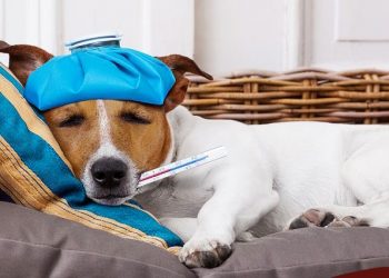 Influenza e coronavírus: será que a contaminação entre humanos e pets é possível?