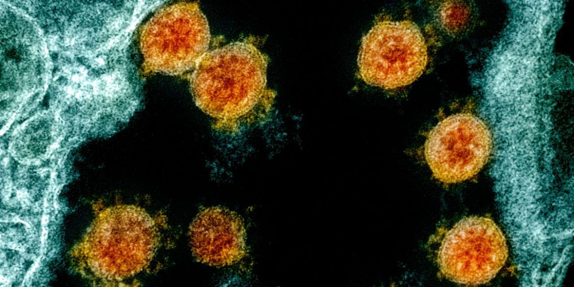 Covid-19: uso do medicamento Paxlovid pelo SUS vai à consulta pública