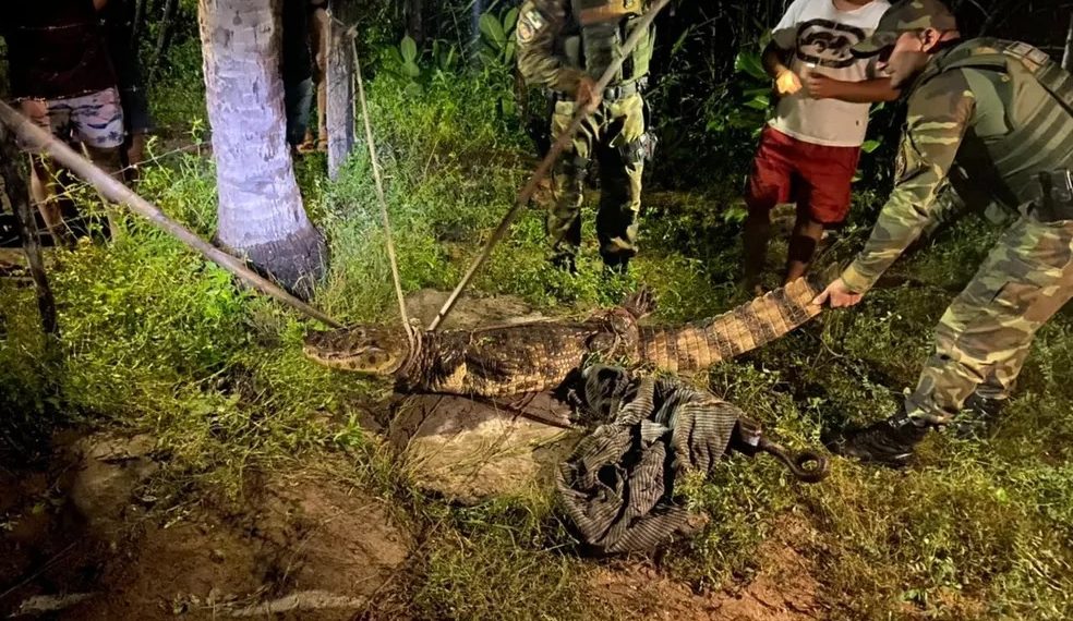 Família encontra jacaré de mais de dois metros no quintal de casa no interior do RN