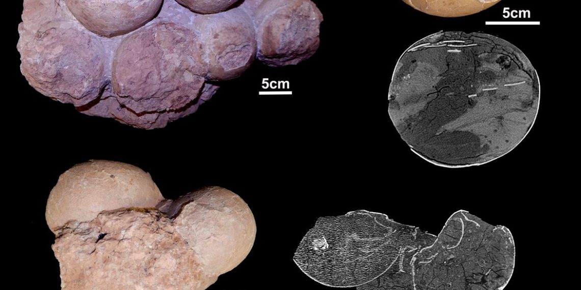 Fósseis brasileiros ajudam a entender como viviam os dinossauros