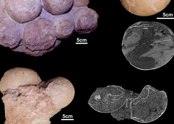 Fósseis brasileiros ajudam a entender como viviam os dinossauros